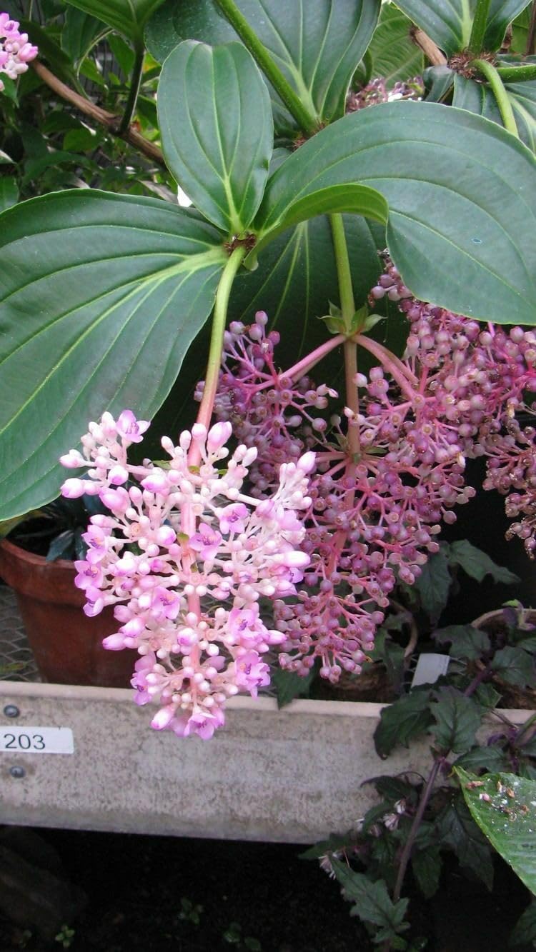Live Plant - CHANDALIER Plant Medinilla CummingiiLive PlantPendulous Pink Blooms