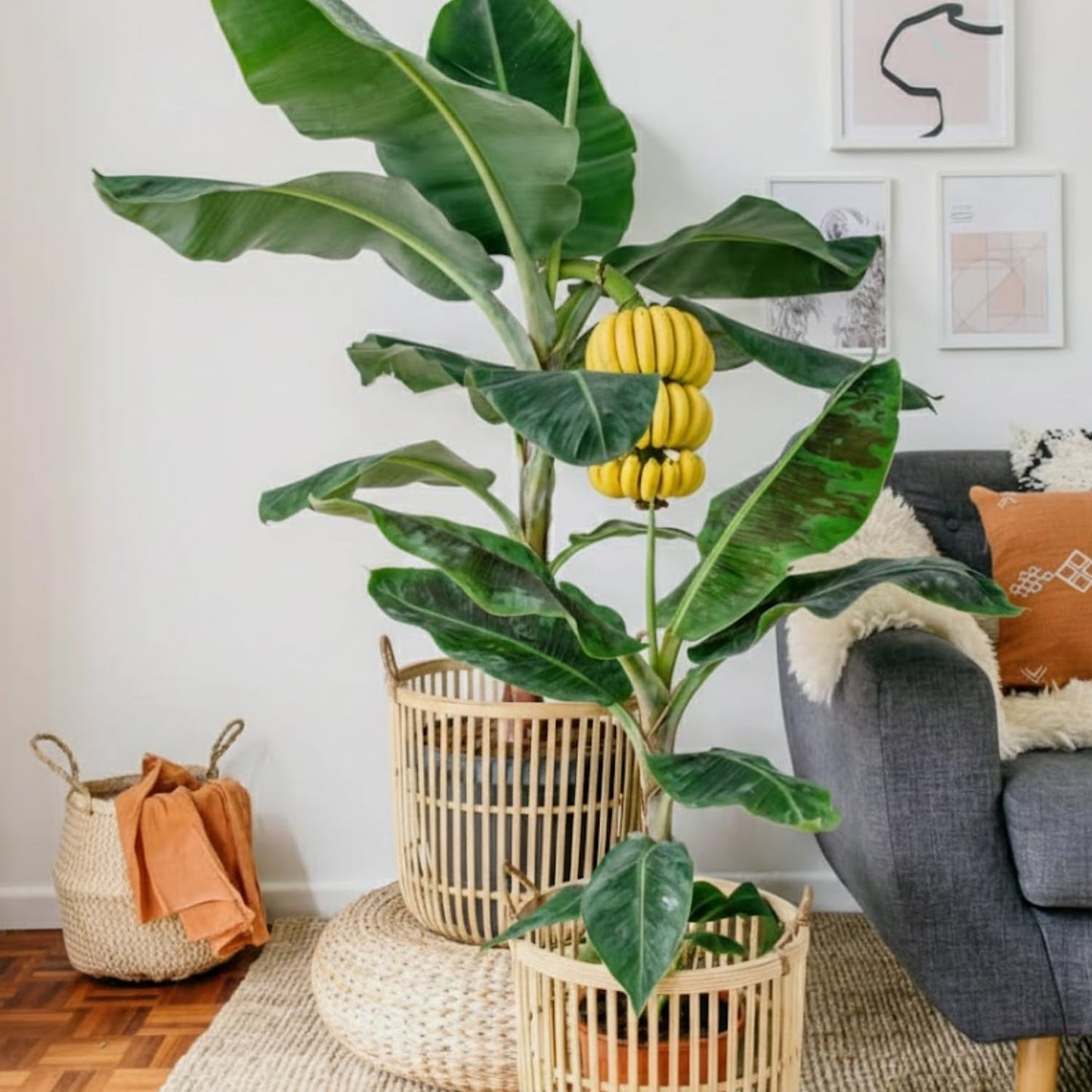 Dwarf Cavendish Banana Tree Live Plant, Well Rooted 4-8" Tall, Cold Hardy Tropical Banana Plant Live Well Rooted, Live Banana Fruit