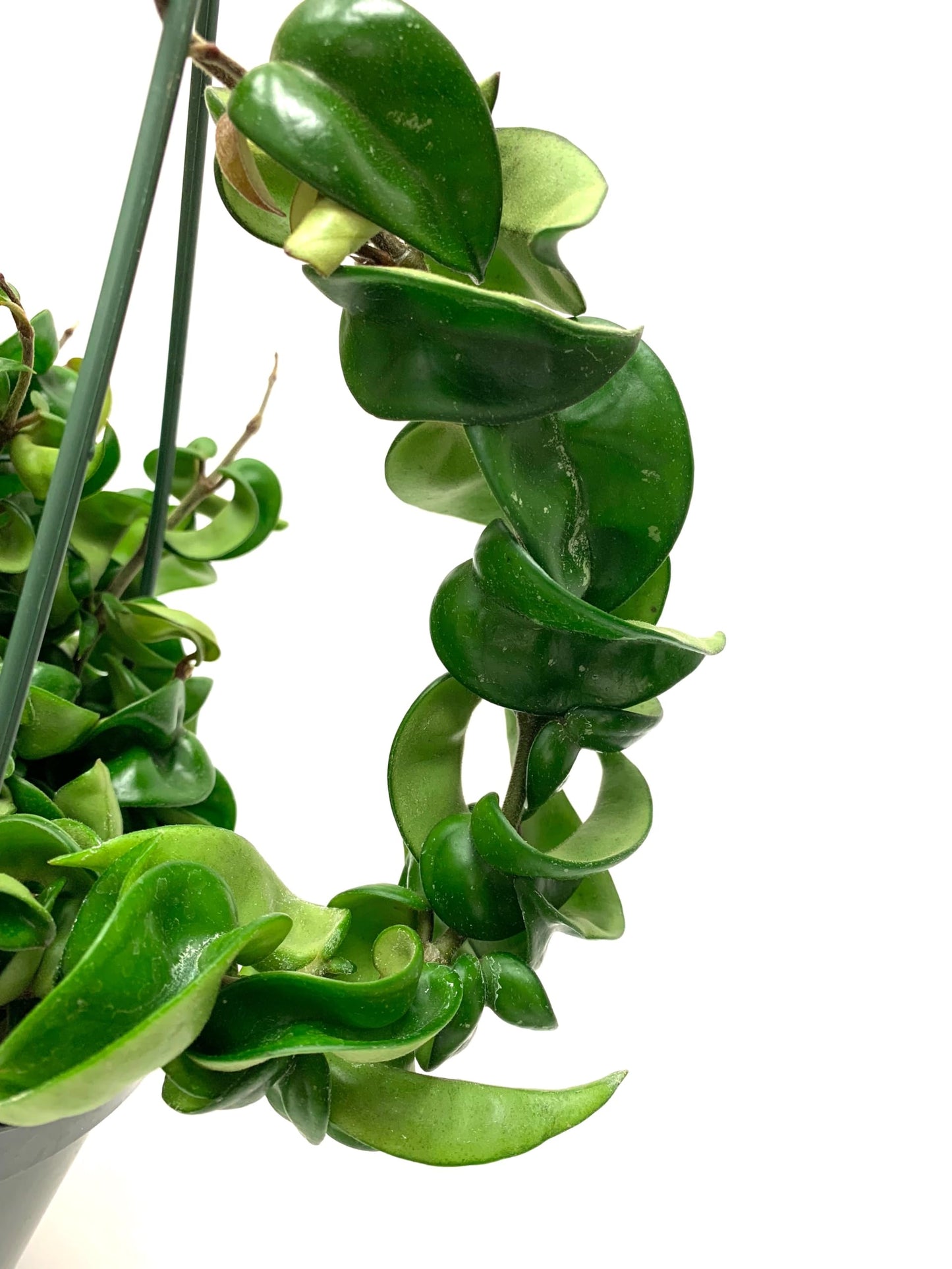 Hoya Compacta aka Hoya Hindu Rope Available in Large 6" Hanging Pot - Live Hoya Plant Air-Purifying Vine (XXL 6" Hanging Pot, Vines 1-3ft Long)