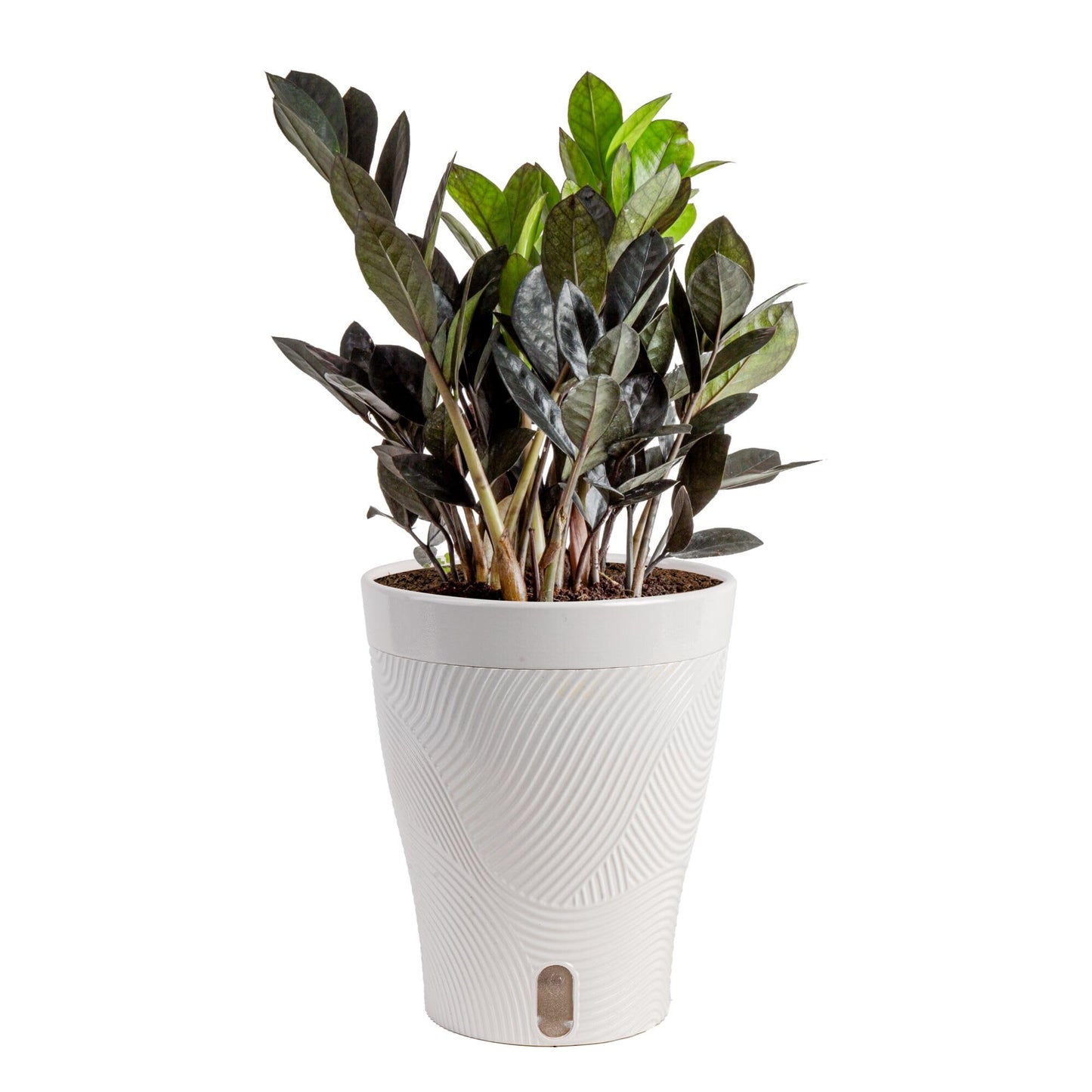 Costa Farms Raven ZZ Live Plant in Self Watering Pot, Easy to Maintain, Air Purifying Indoor Houseplant, Perfect for Home, Room, or Office Decor, Great House Warming or Birthday Gift, 12-18 Inches
