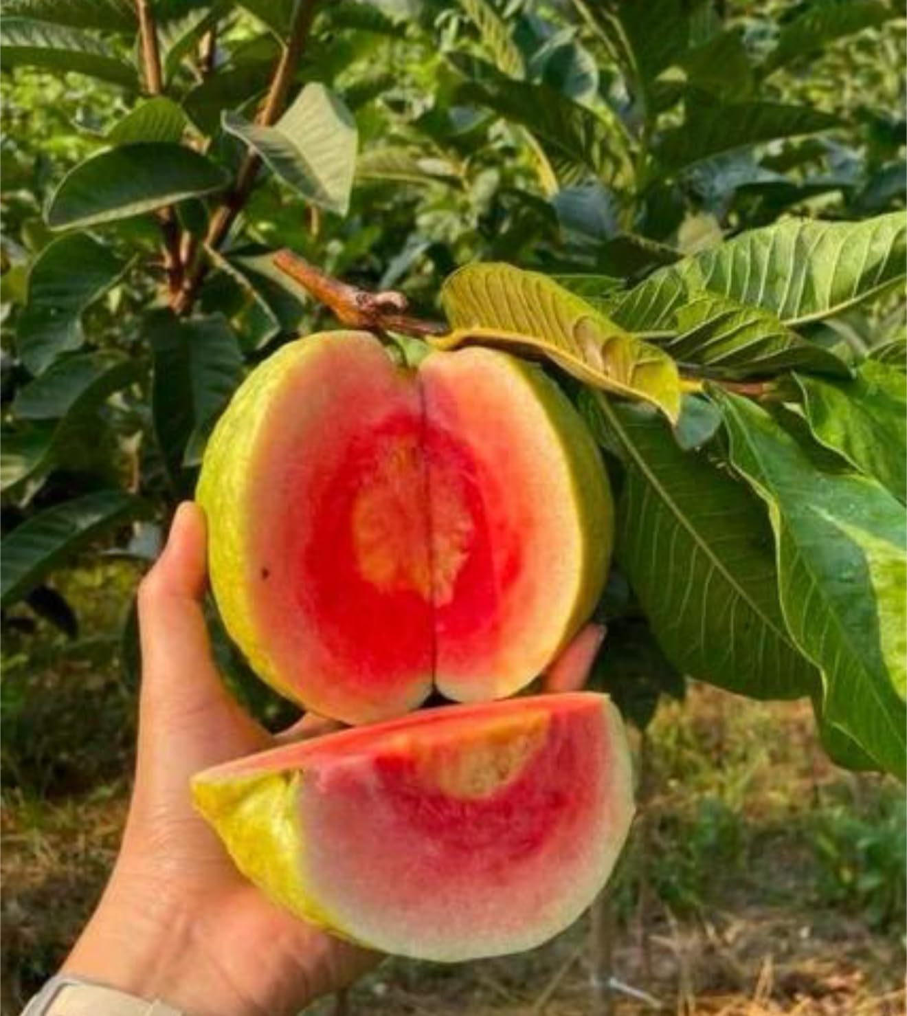 Giant Ruby S u p r e m e Guava(Psidium guajava) Guayaba Live Fruit Tree (3-4ft) Rare