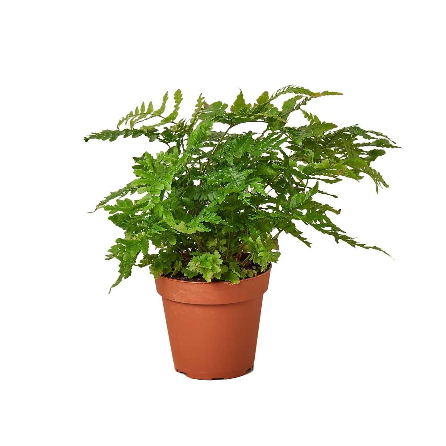 Autumn' Fern | Live Plant for Indoor & Outdoor | for Living Room, Office, Bathroom | (6" Pot)