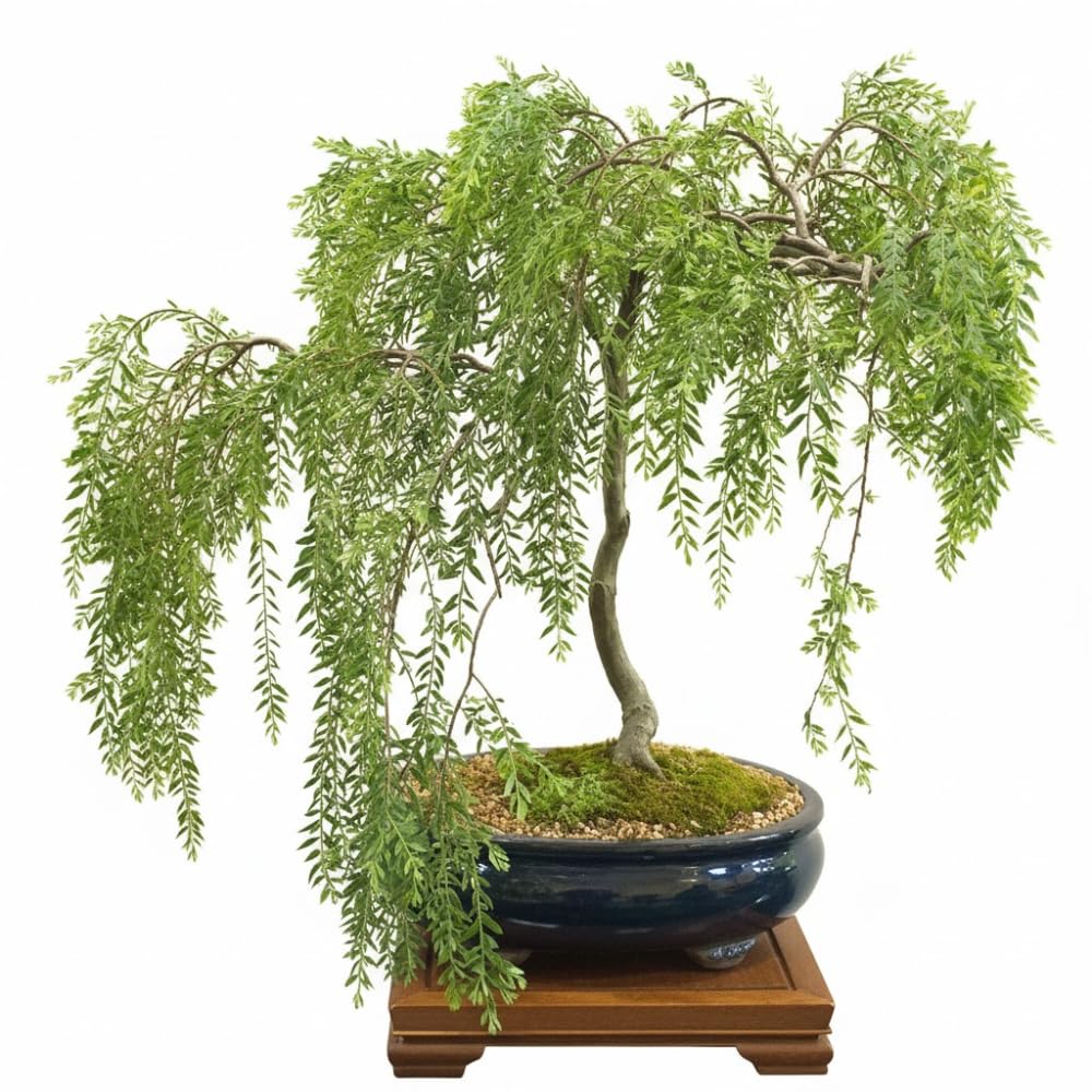 Set 2 Willow Plants Live Bare Root 1-2 Feet Tall, Dormant Willow Live Plants for Outdoor Garden Landscaping (Weeping Willow)