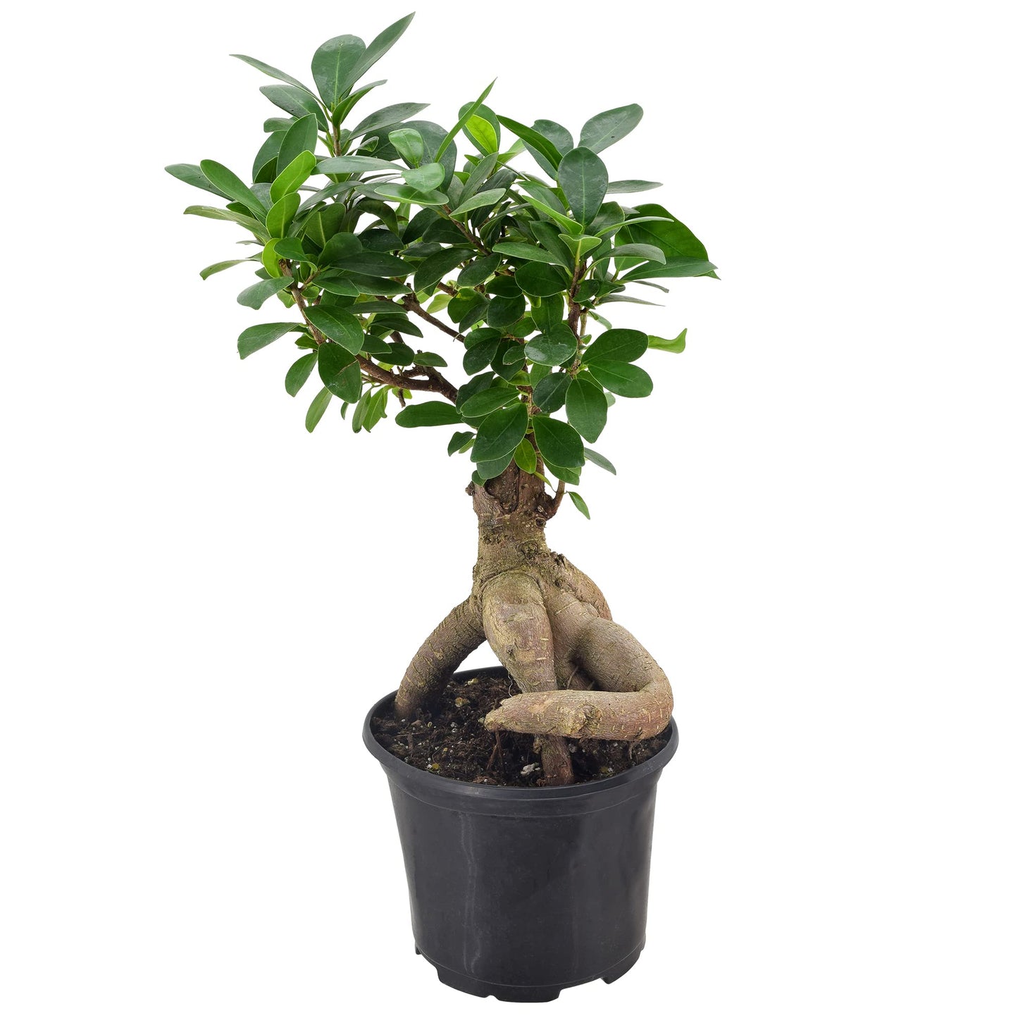 Arcadia Garden Products LV62 Ginseng Ficus Live Indoor Bonsai Plant in 6 in. Plastic Grower Pot, 6 Inch, Green *Sold By Amazon and Arcadia Garden Products*