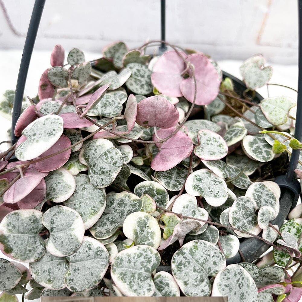 Ceropegia Woodii Variegated String of Hearts Plant Live, Succulent Trailing Vine, Indoor Houseplant Live in Pot
