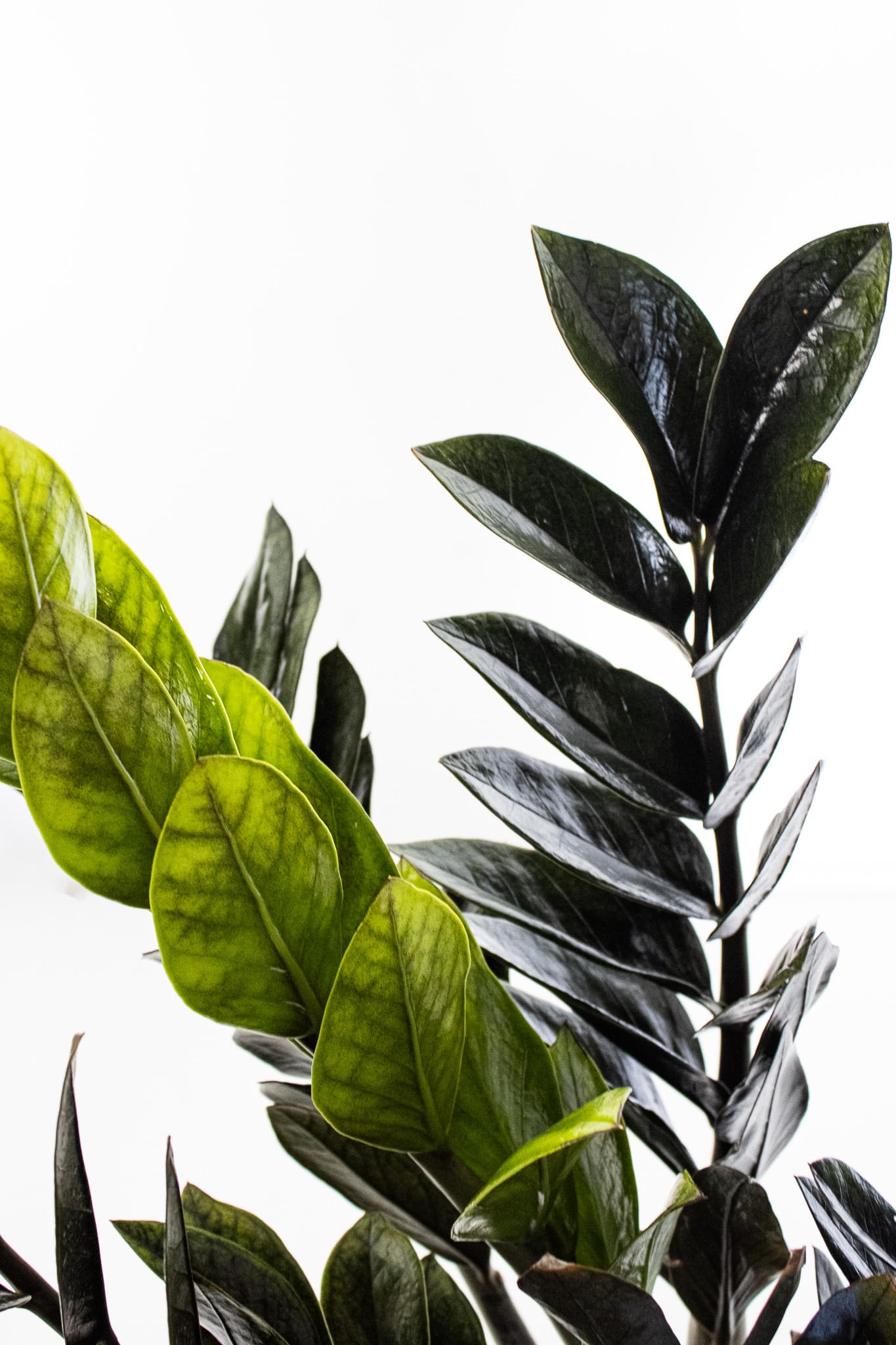 United Nursery Black ZZ Plant – 10-Inch Grower Pot – 24–26” Tall – Zamioculcas zamiifolia ‘Black’ – Low-Light, Easy-Care Indoor Plant with Glossy Dark Foliage – Modern Tropical Houseplant