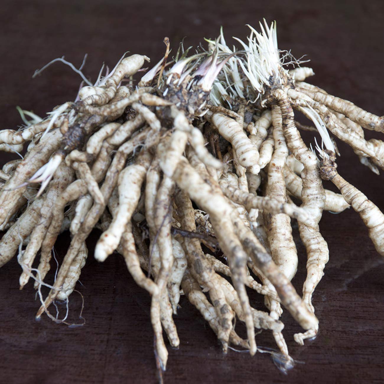 Van Zyverden Tall Phlox Paniculata Cleopatra Set of 9 Roots