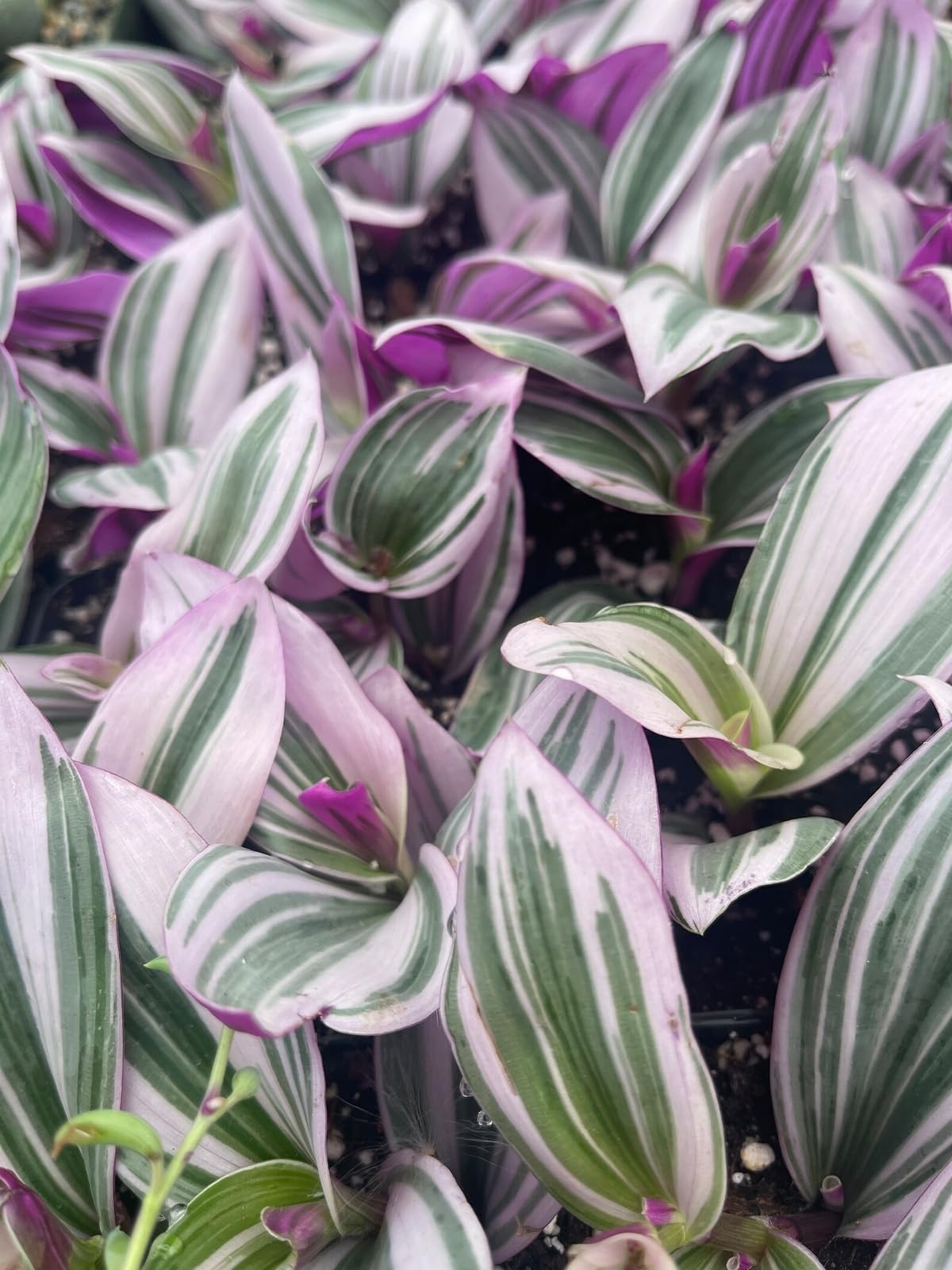 Live Plant - Pink Tradescantia Nanouk Live Plant (Wandering Jew) Indoor House Plant // 2" Pot