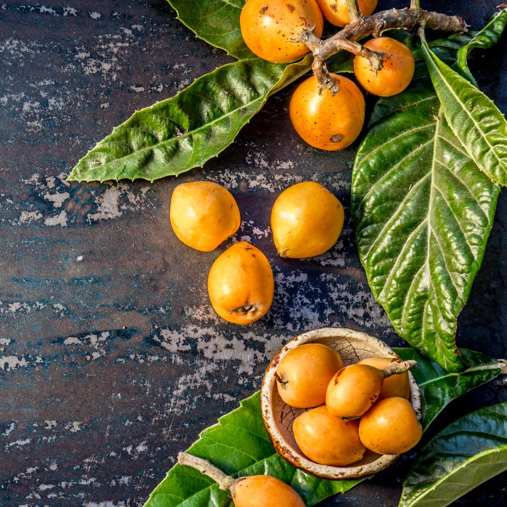 Loquat Tree Live Plant, 5 to 9'' Tall, Live Loquat Plant Tree Pot, Cold Hardy Garden
