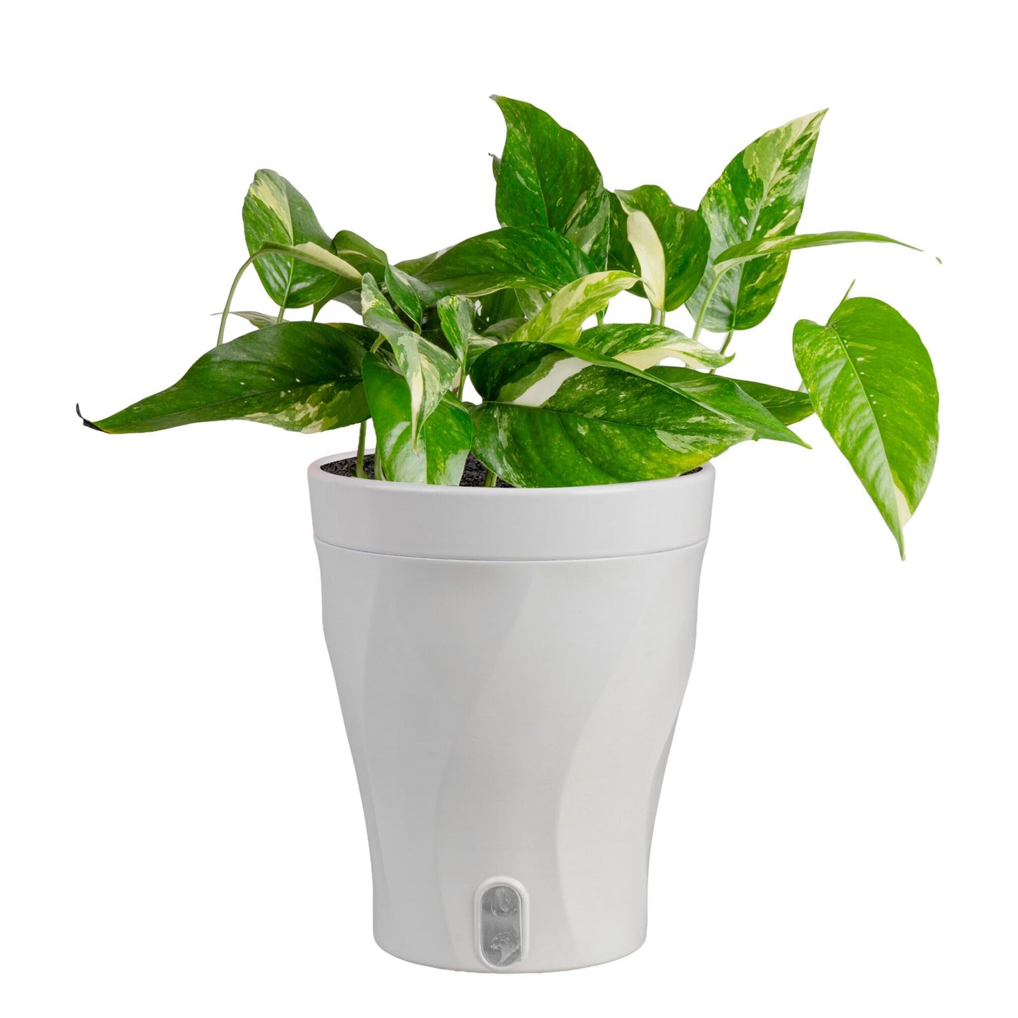 Costa Farms Albo Variegated Pothos Live Plant in Self Watering Pot, Air Purifying Indoor Houseplant, Perfect for Home, Room, or Office Decor, Great House Warming or Birthday Gift, 12-18 Inches Tall