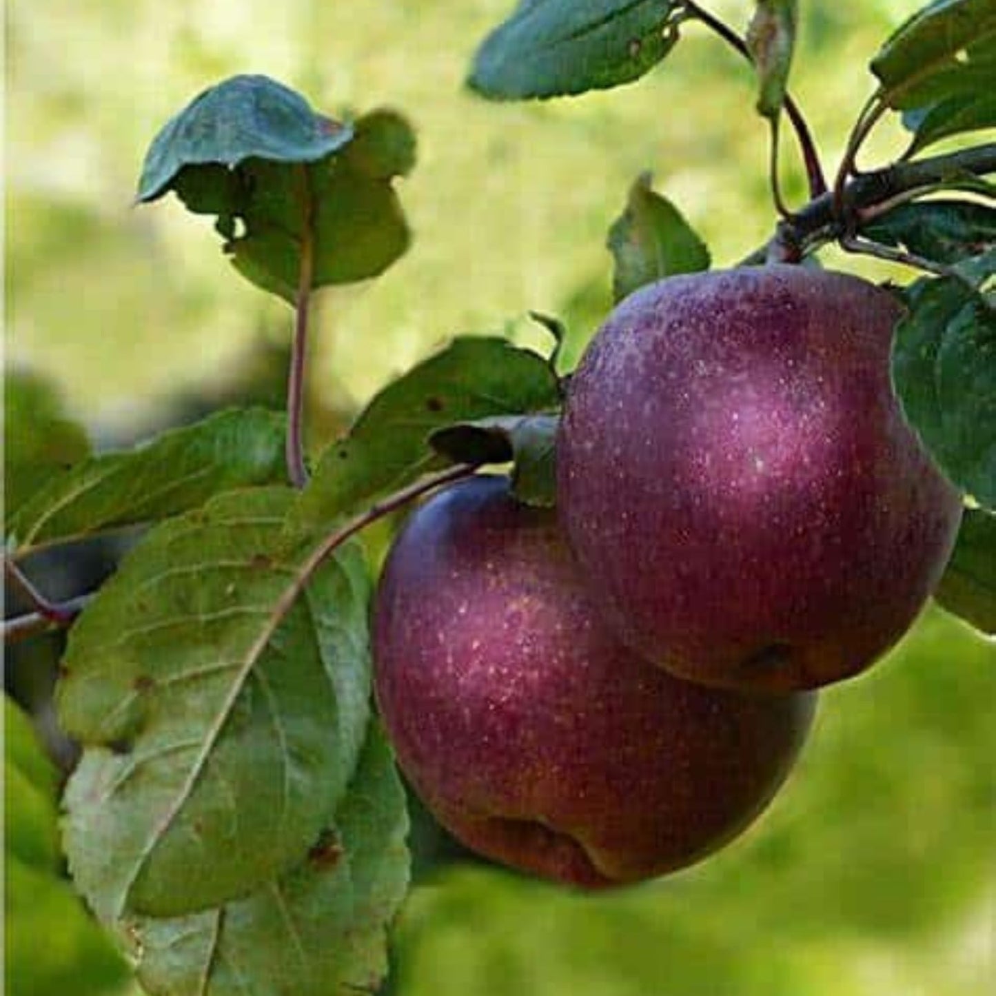 Black Apple Tree Live Plant, Sweet Apple Plant Live for Planting 18-24 Inch Tall, Bareroot, Live Apple Tree Plant, Black Apple Fruit Tree Ready to Grow Your Garden