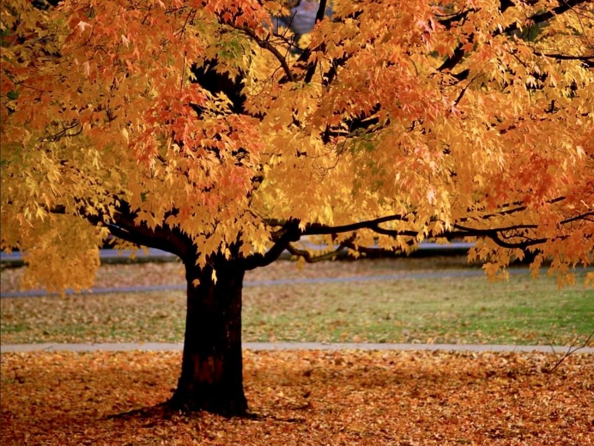 American Sycamore Tree - 10-18" Tall - Quart Pot - Live Plant - Platanus occidentalis