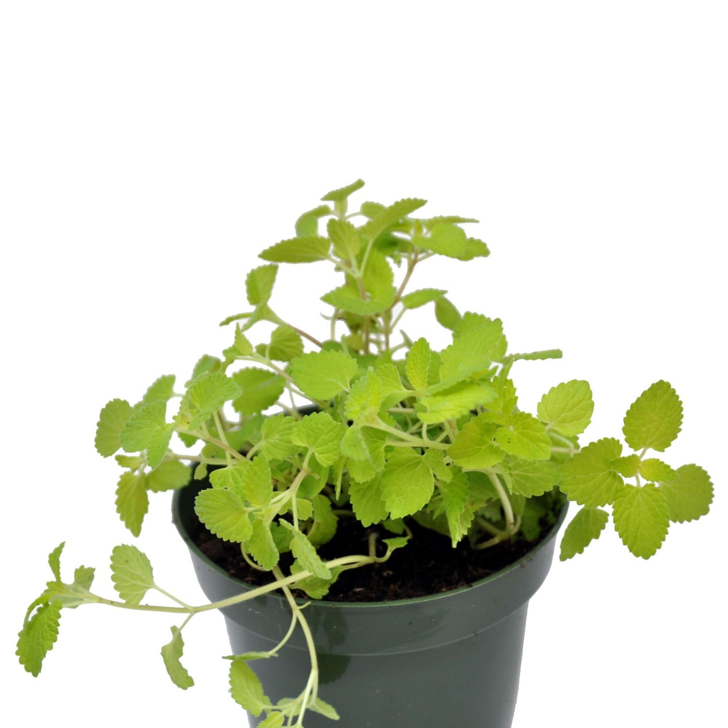 Nepeta 'Chartreuse on the Loose PPAF', Catmint, Fragrant Flowering Plant, Three Seasons of Color by Way of Foliage and Flowers, Container Size: 4.5"