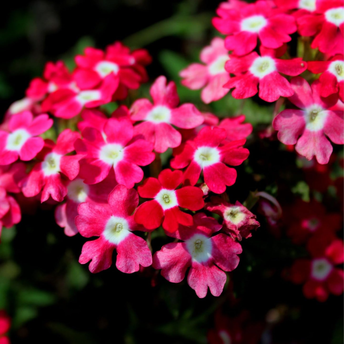 Set 2 Verbena Live Plants, Perennial Verbena Flowers, Long-Lasting, Hardy Flowering Plant for Planting (Pink)