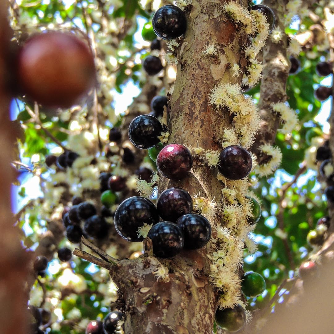 Live Black Jaboticaba Tree Plant, Brazilian Jabuticaba Fruit Tree, 1 Feet Tall, Ready for Planting