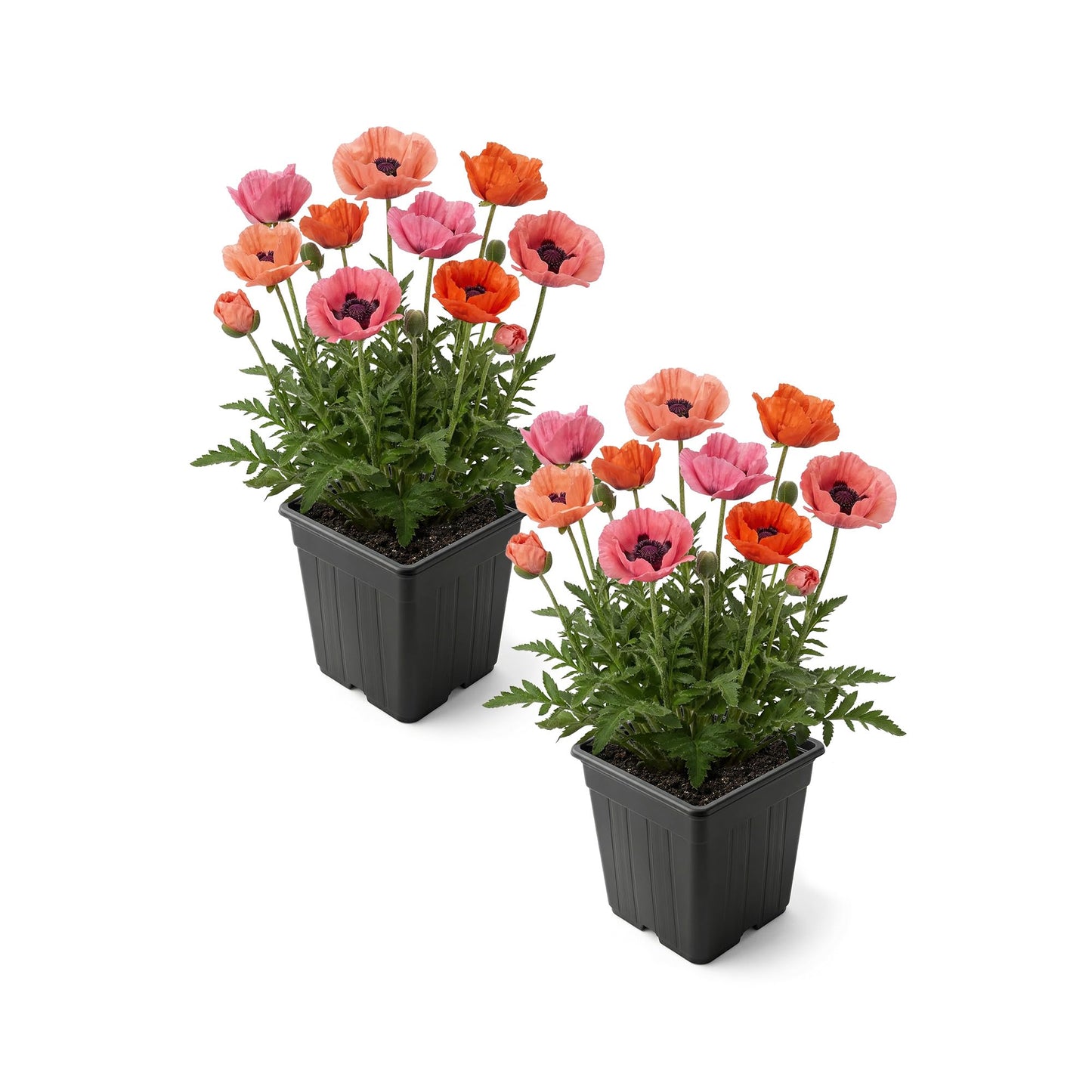 Live Papaver Oriental Poppy 2-Pack – Fruit Punch – Large Spring Blooms, Sun Perennial, 10” Tall, 1 Qt Pot