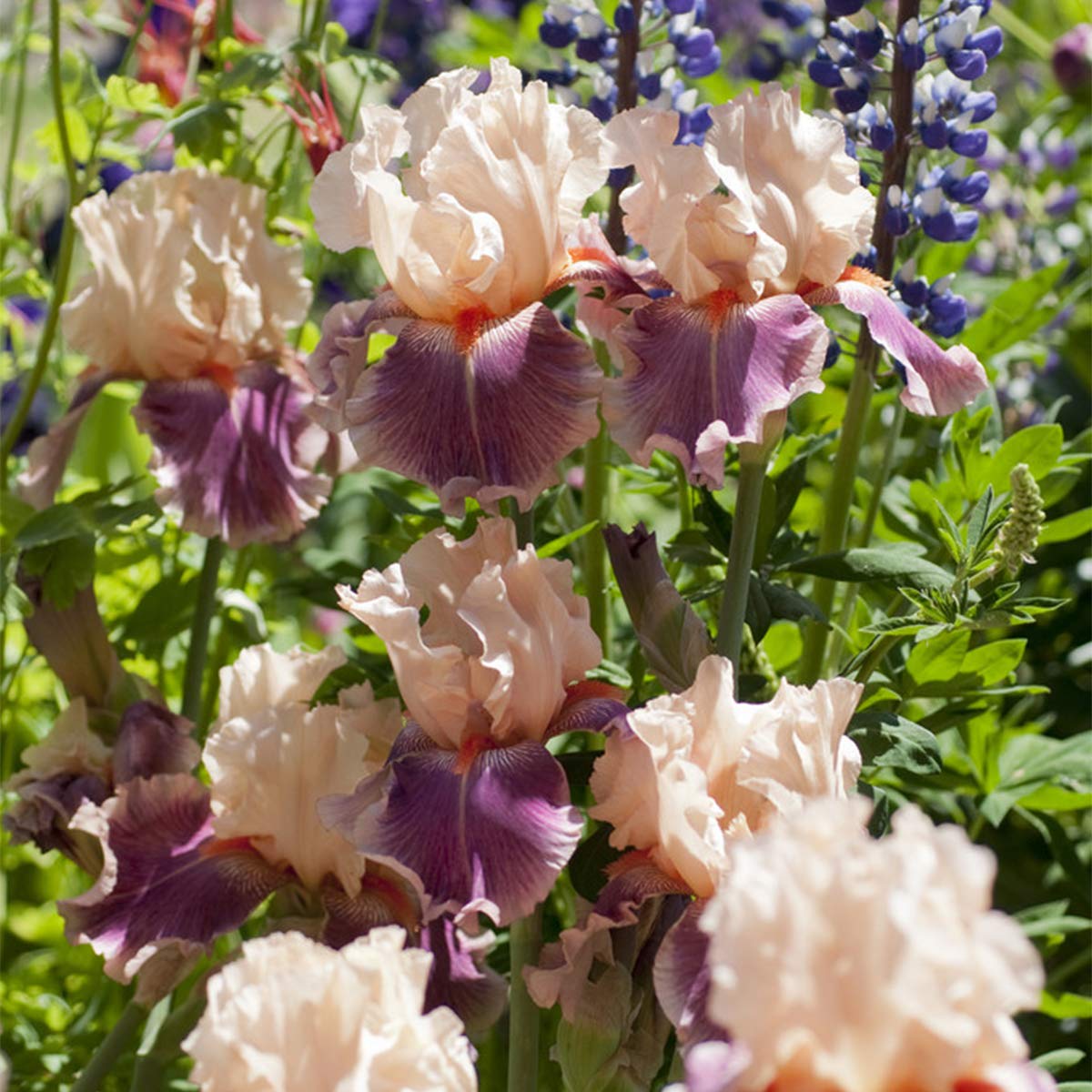 Van Zyverden Bearded Iris Cherry Blossom Song Set of 3 Roots