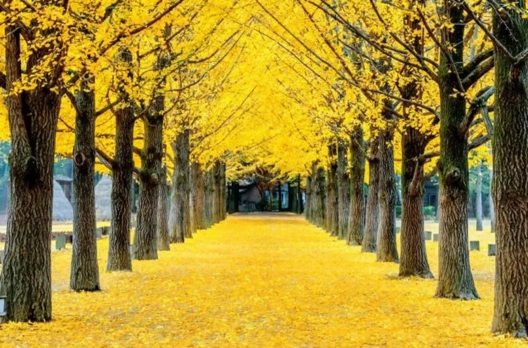 25 Ginkgo Biloba Seeds,Rare Ginkgo Unique Leaves Bright Yellow Maidenhair Tree Seeds