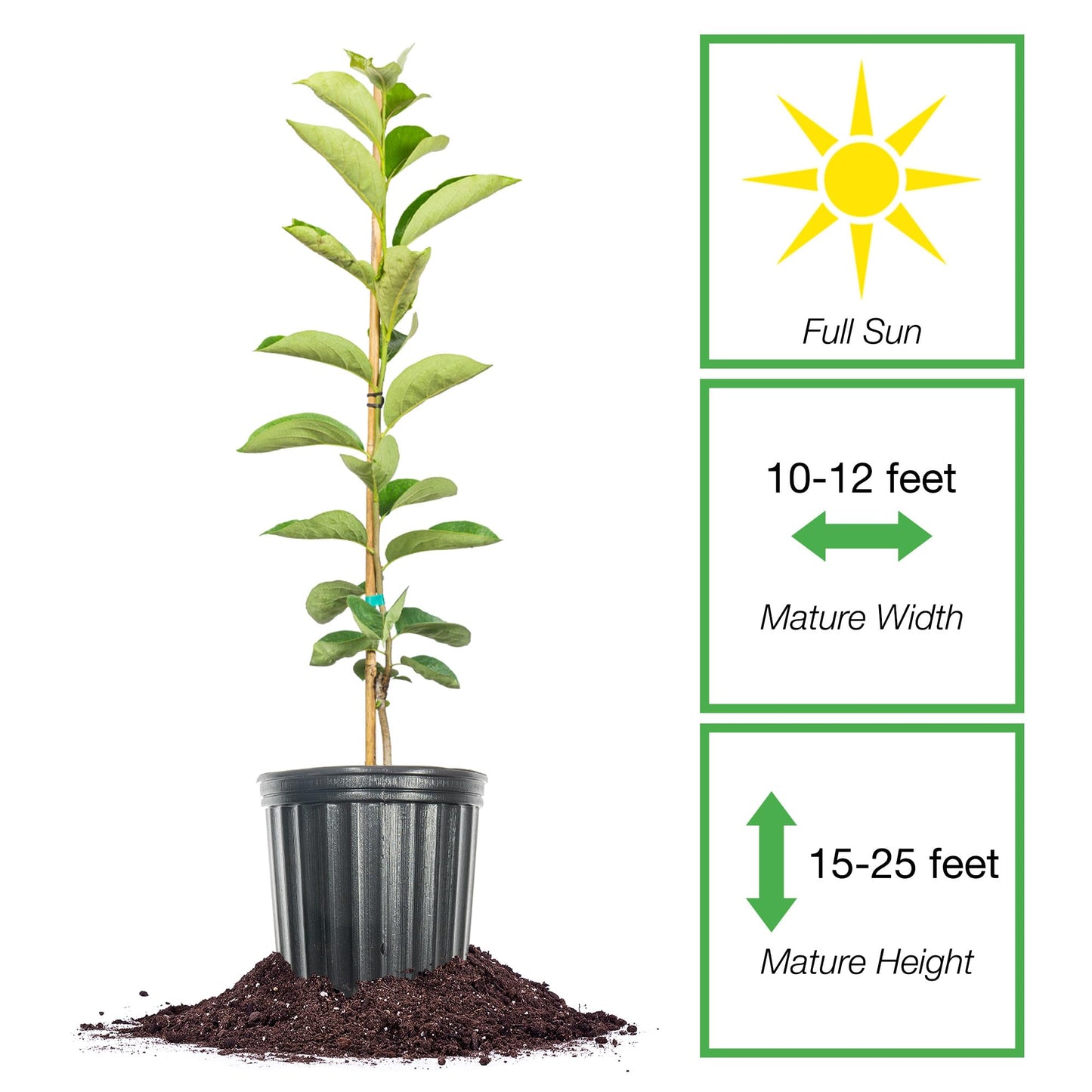 Perfect Plants Saijo Persimmon Tree 3 Gallon | Live Fruit Tree for Gardening | Sweet Edible Fruits