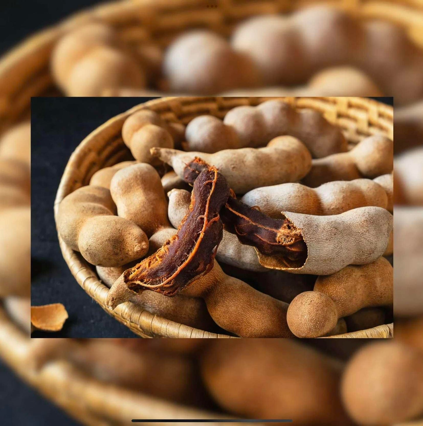 Live Plant - Sour Tamarind (Tamarindus Indica) Live Fruit Tree 2′-3′ Feet Tall