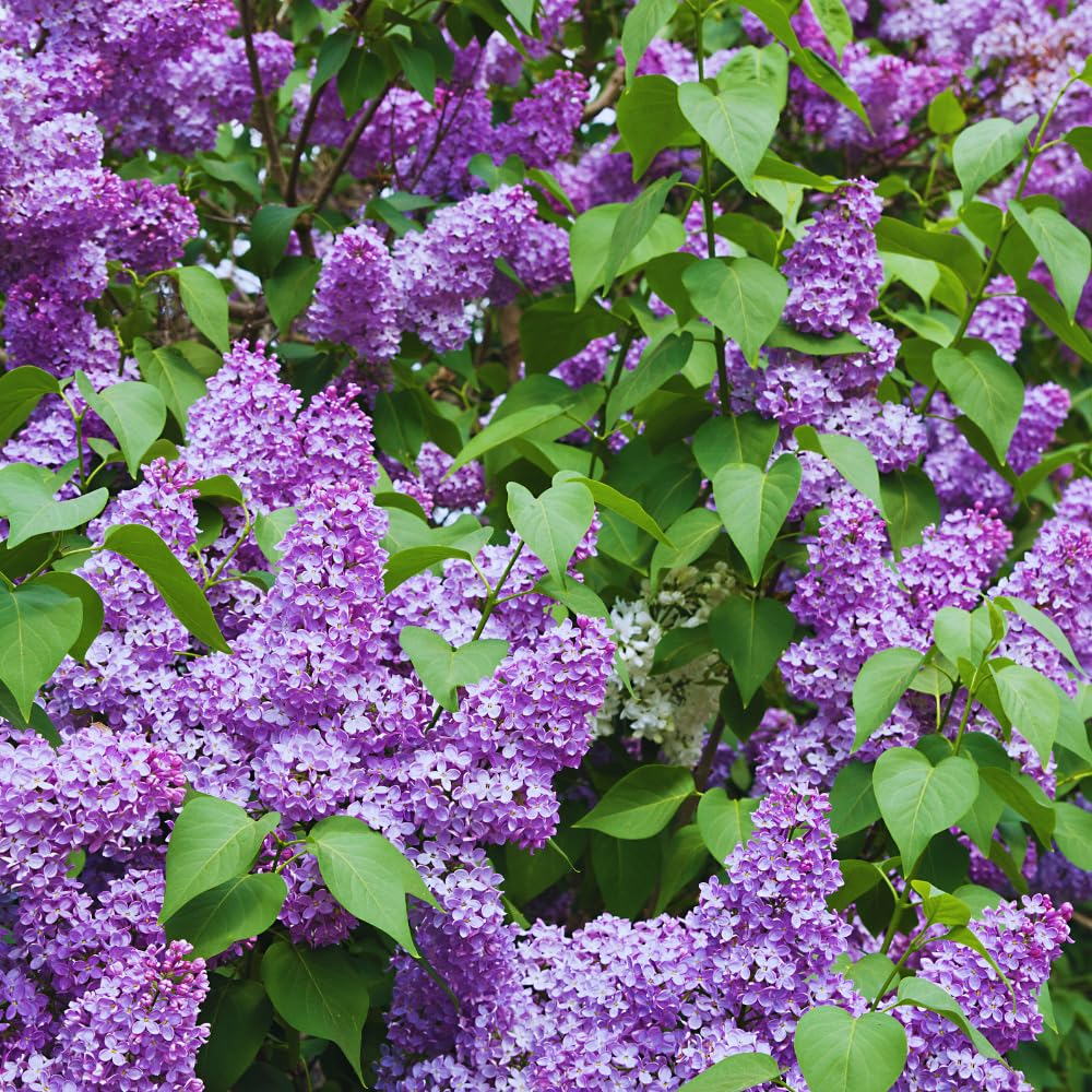 Lilac Tree Live Plant, Dark Purple Lilac Bushes Live Plant, Quart Pot, Dormant in Winter
