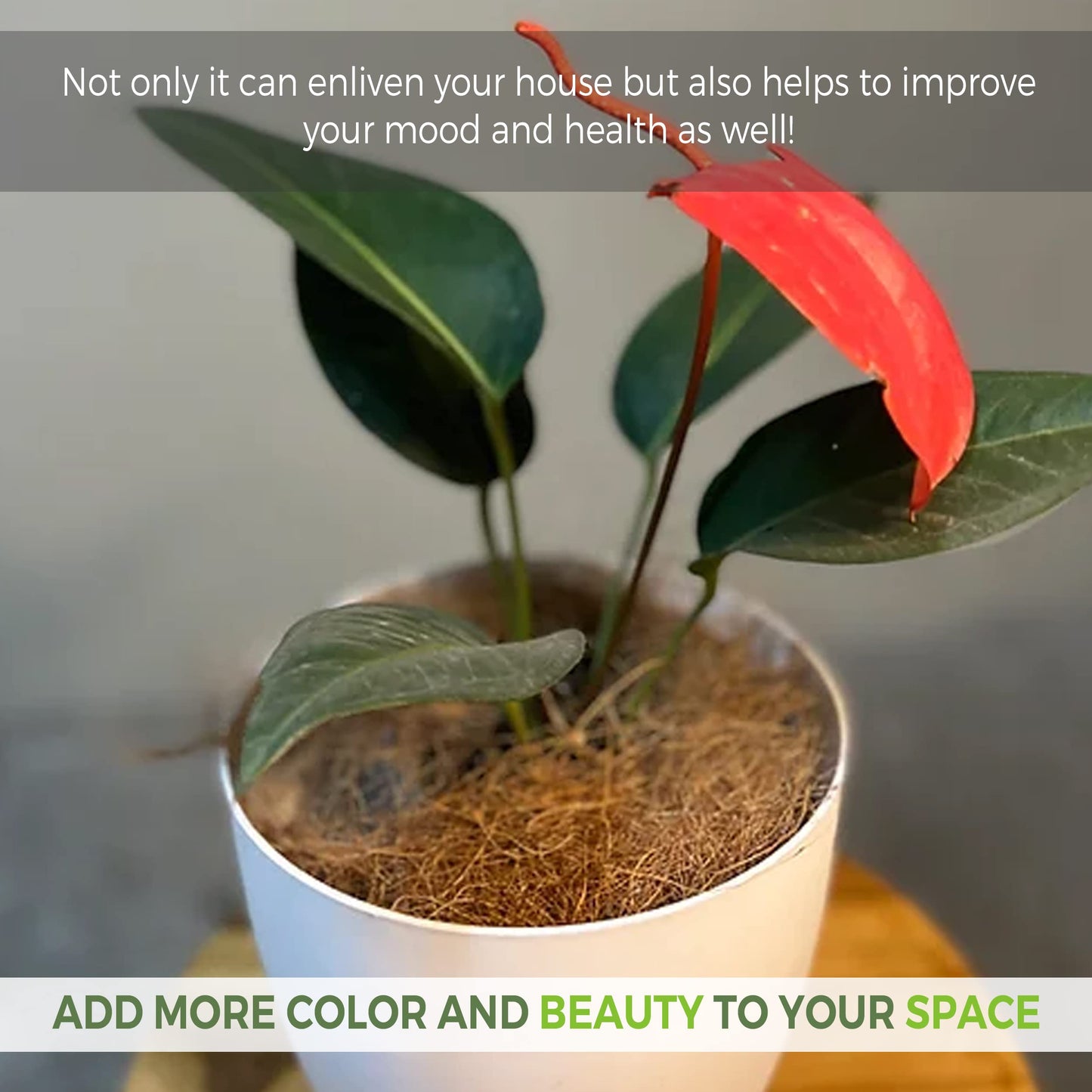 LEAL PLANTS ECUADOR Anthurium Scherzerianum Dark Pink, Exotic Heart-Shaped Live Indoor Houseplant |Perfect Anthurium Plant for Living Room Décor |Long-Lasting Flamingo Flower Tail Plant