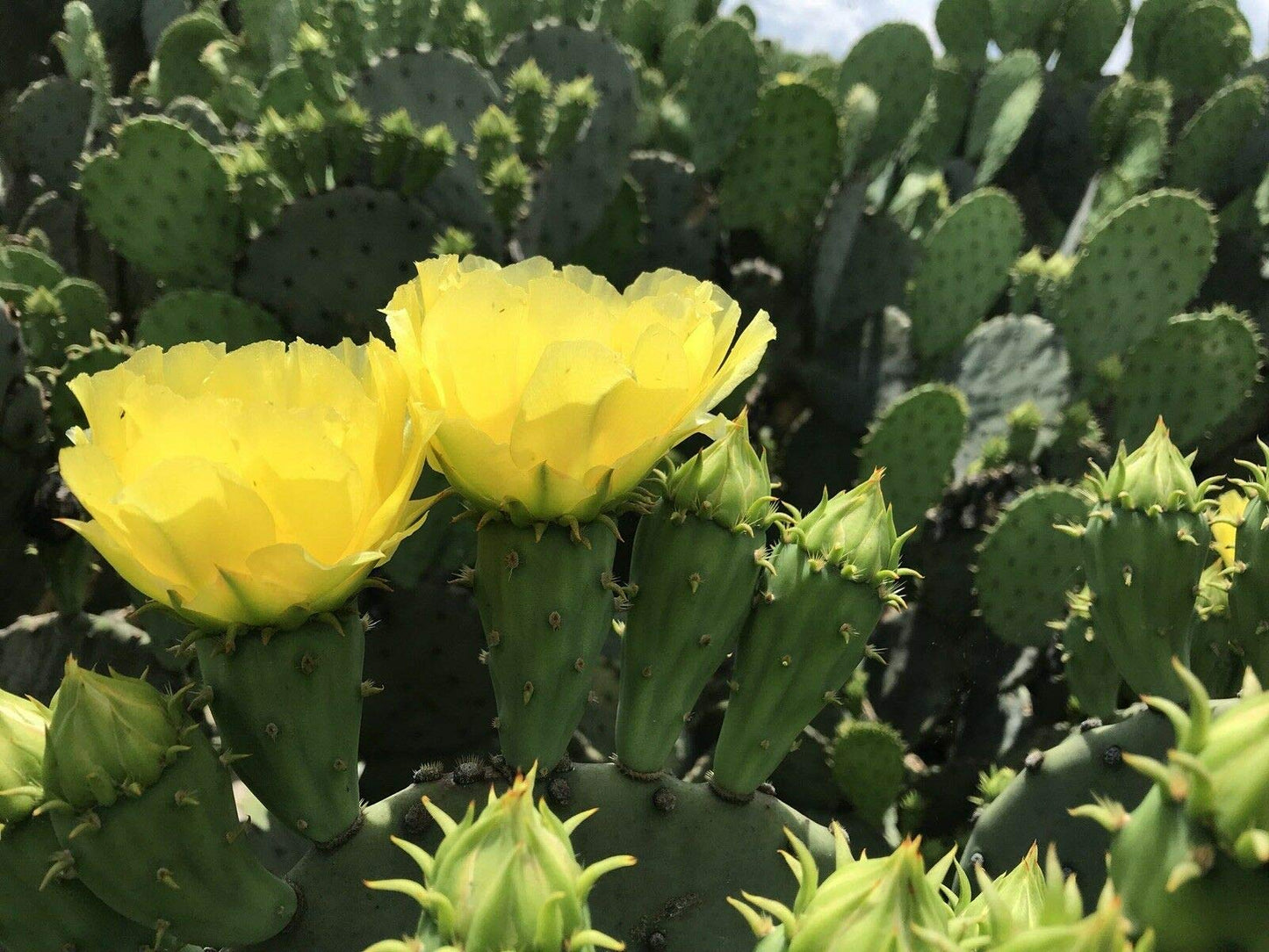 Live Opuntia Prickly Pear Cactus Winter Hardy - One Pad