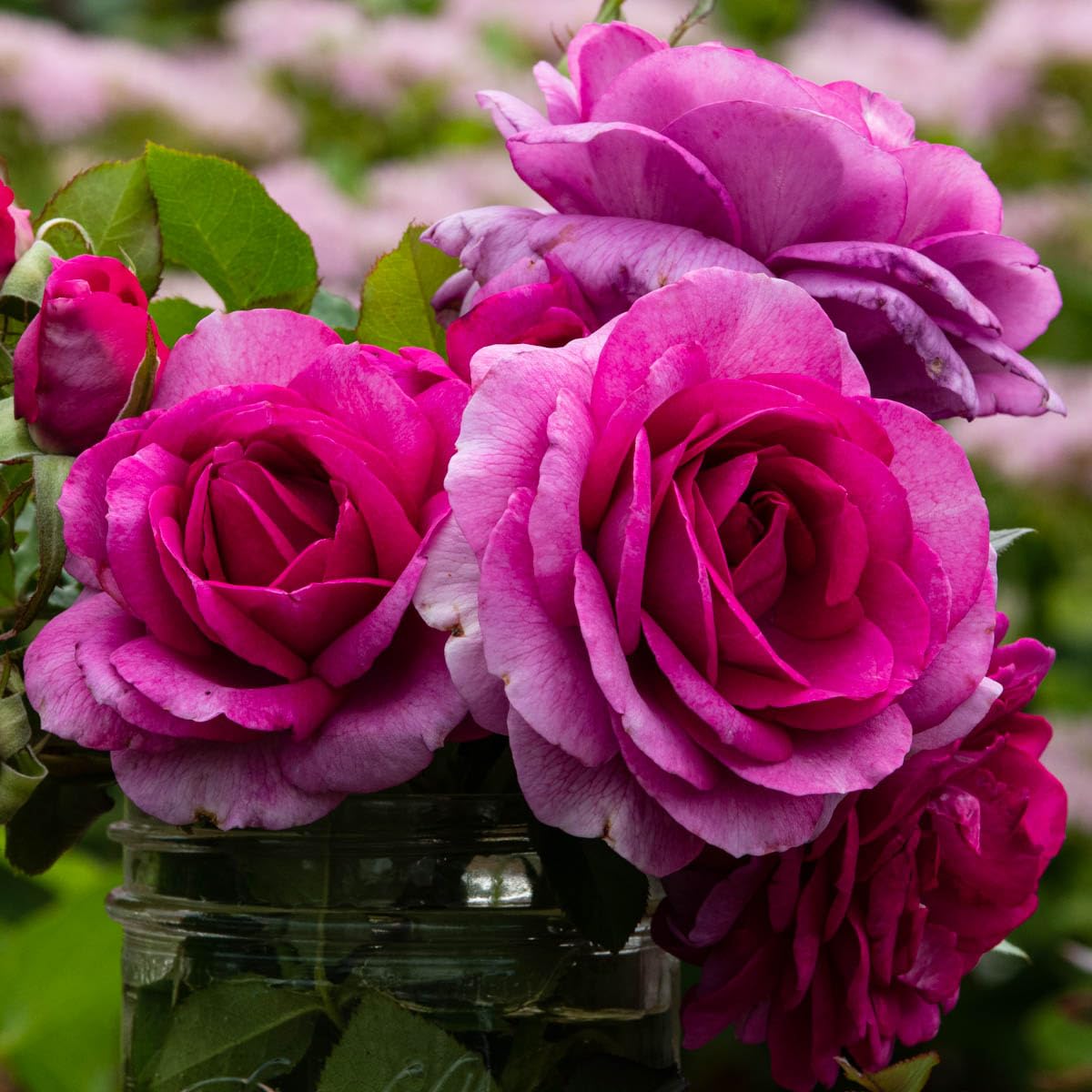 GARDENS ALIVE! - Perfume Factory Pink Flowering Hybrid Tea Rose Bush Dormant Bare Root Starter Plant, One Plant per Offer