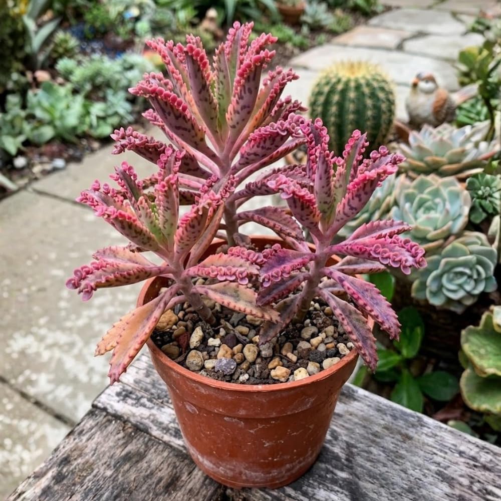 Kalanchoe Pink Butterfly Succulent – Live Plant in 2 Inch Pot, Rare Pink-Edged Variety, Rare Variegated Succulent for Indoor Decor and Sunny Windowsills