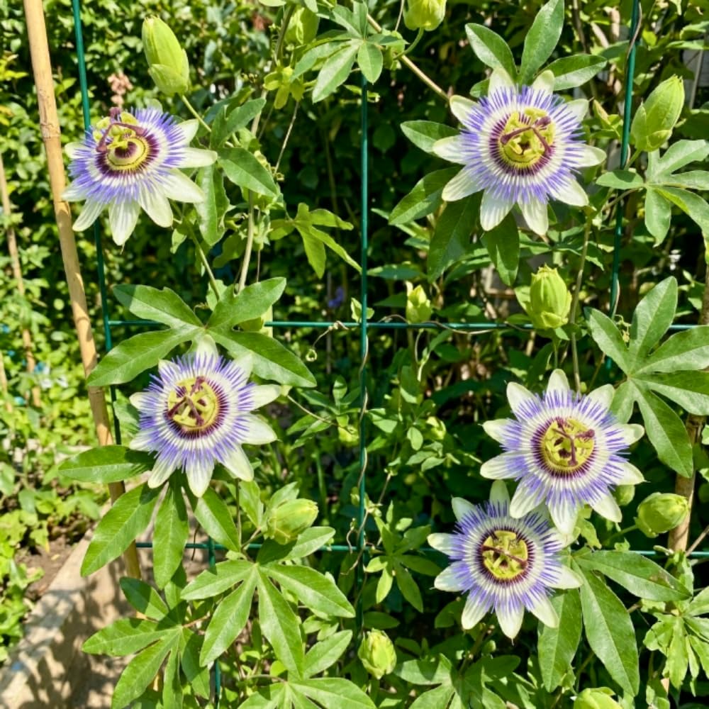Set 2 Blue Passion Flower Plants Live, Passiflora Flower Vine 4-7'' Tall, Fragrant Climbing Plant for Garden, Patio, Containers