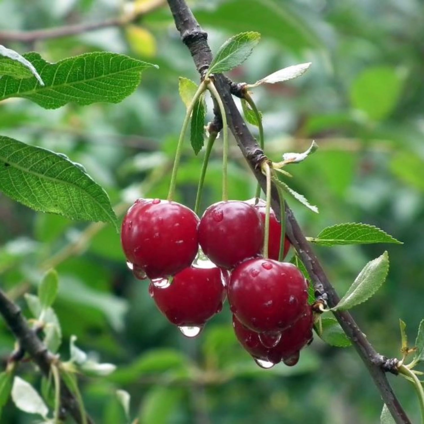 2 Barbados Cherry Tree Live Plant, 4-7'' Tall, Barbados Cherry Tree for Edible Garden, No Pot