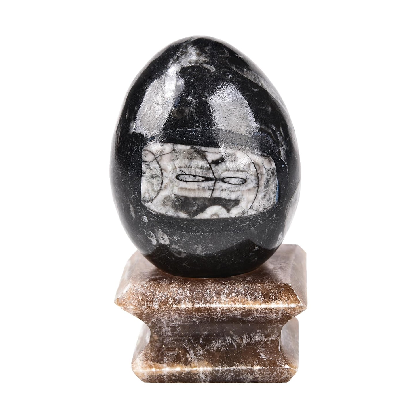 AMOYSTONE Orthoceras Stone Egg Black with Natural Stone Base for Healing Reiki Home Decors Medium, Single Height 2.5-3"