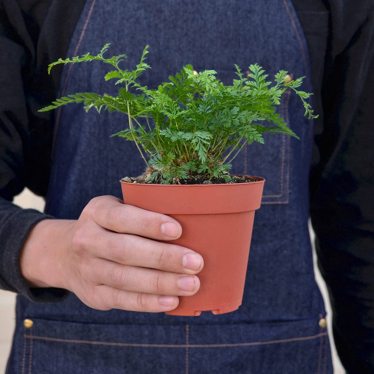 House Plant Shop | Fern 'Rabbit's Foot' - 4" Pot | Live Indoor Plant | Easy to Care | Natural Décor Plant | Great Gifts| Free Care Guide