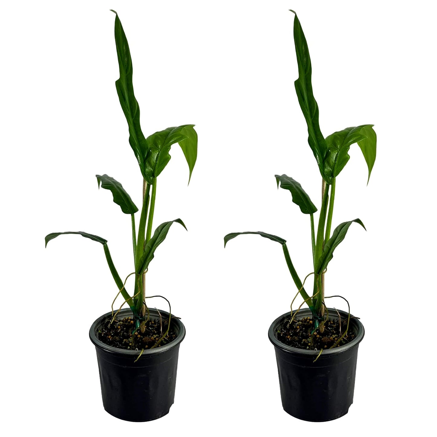 LEAL PLANTS ECUADOR Philodendron Selloum (Pack of 2)| Cut Leaf Live Plant| Variegated Plants|Live Split-Leaf Philodendron| Hibiscus Live Plant|Perfect for Home Decor, Unique Gift for Plant Lovers