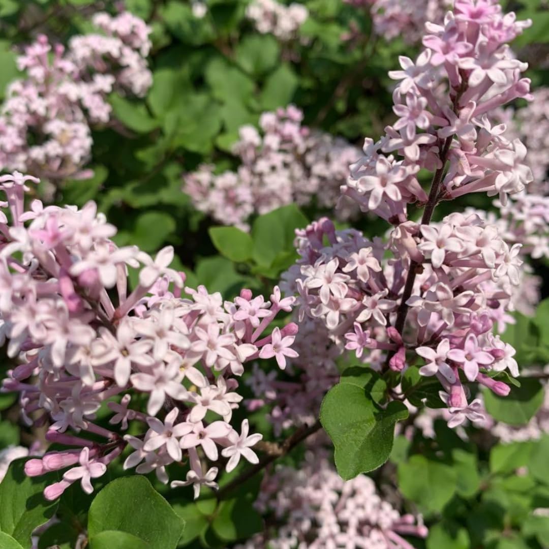 Lilac Live Shrub in Quart Pot, Vibrant Pink Blooms, Spring Fragrant Flower Bushes, Easy Grow, Outdoor Garden Planting