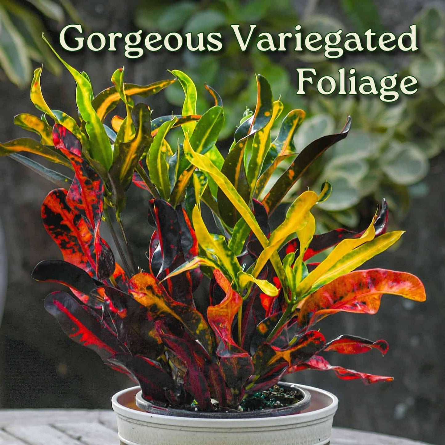 Croton Mammy - 16" to 20" Overall Height, 1 Gallon Pot - Live Variegated Plant - Tropical Plants of Florida