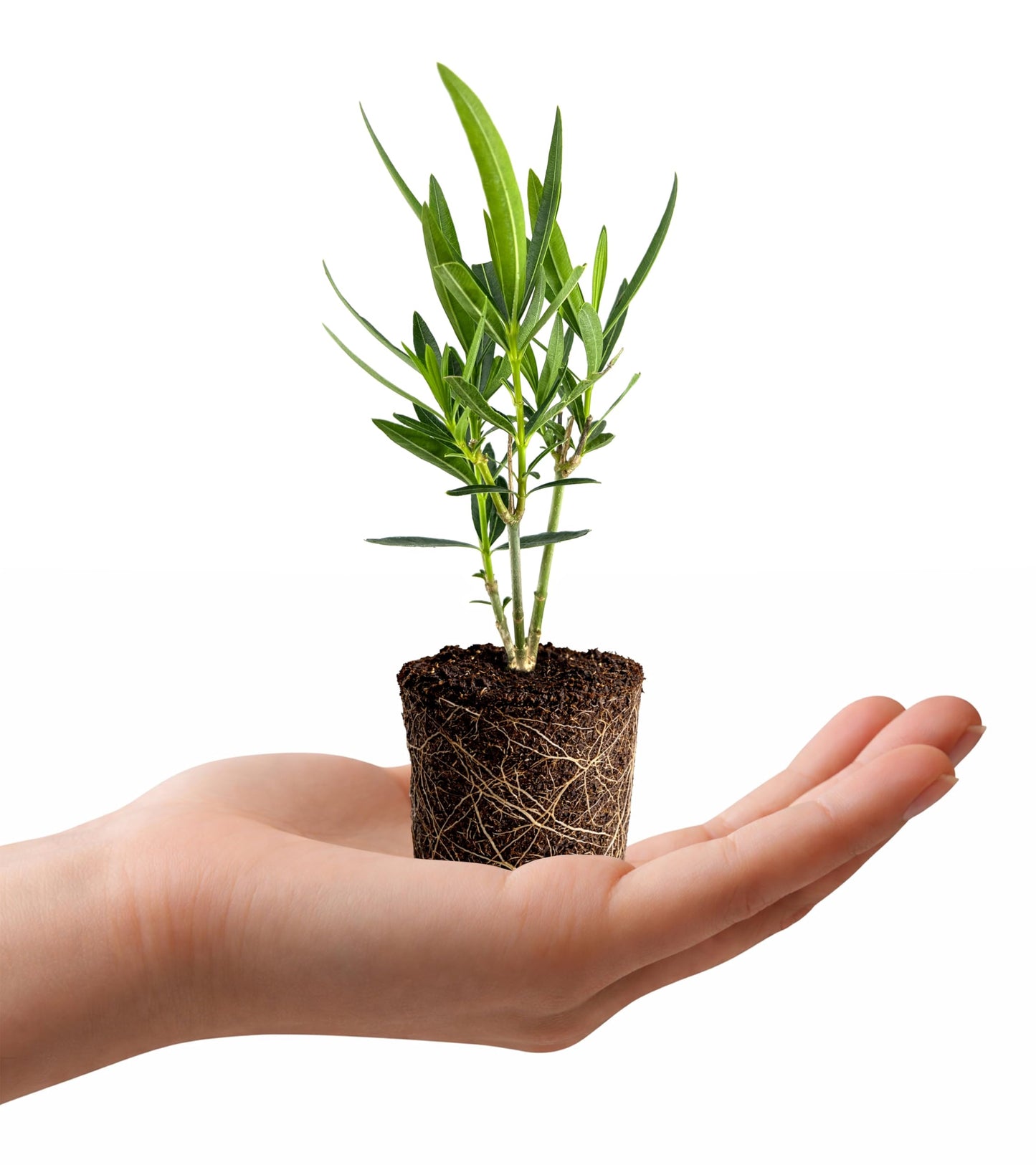 Oleander Colonial White Nerium | 1 Live Plants | Fragrant Blooms, Evergreen Shrub, Drought Tolerant, Heat Tolerant, Fast Growing, Summer Flowers, Low Maintenance, Outdoor Garden
