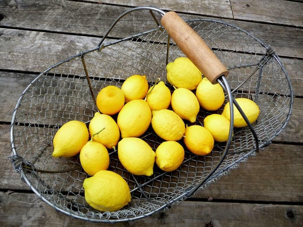 Live Plant - Eureka Lemon Tree - Semi-Dwarf - 24-36" Tall Live Citrus Plant - Potted, Grafted
