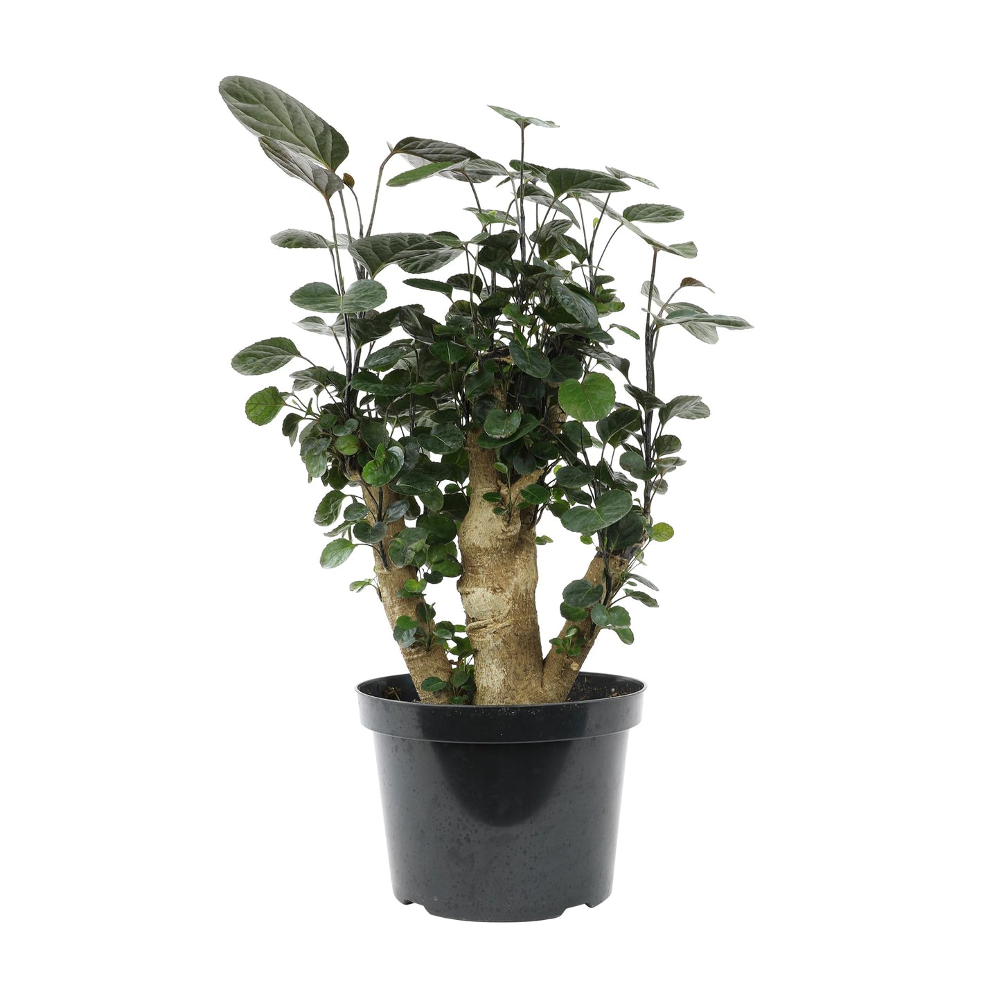 Rare Live Aralia 'Fabian Stump' in 8" Grower Pot, Unique Houseplants, Exotic Foliage for Home or Office, Air Purifying Easy Plant to Grow for Beginners by Plants for Pets