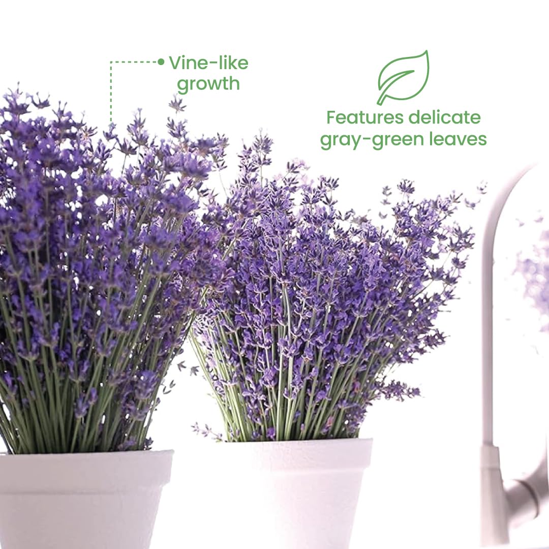American Plant Exchange English Lavender – 6-Inch with Pot – Live Fragrant Flowering Herb Plant, Edible Aromatic Greenery for Home, Garden, Patio, or Balcony Decor