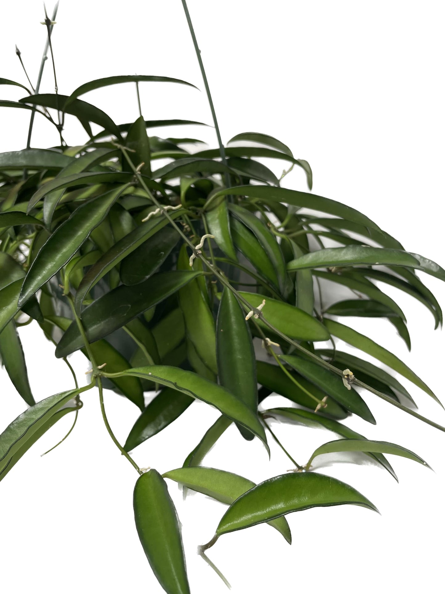 Hoya Wayetii Captivating Wax Plant - Air Purifing Live Plant - Hoya Plants Live Houseplants - Available in 2" Pot, 4" Pot and 6" Hanging Pot - Ships from CA (4" Pot, 2 Plants)