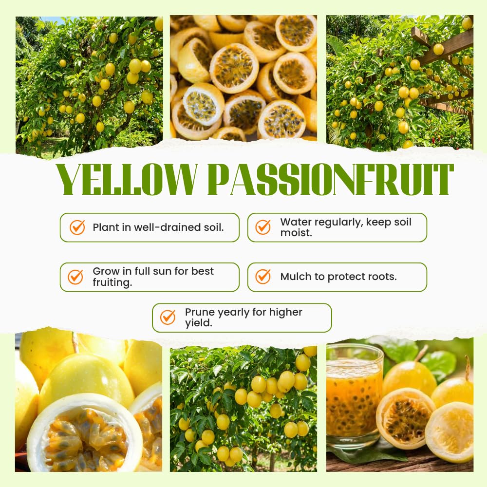 Passion Fruit Plant Live 4-7 Inch, Passionfruit Vine for Outdoor Garden, Tropical Climbing Vine for Trellis, Fence or Backyard Growing (Yellow Passionfruit)