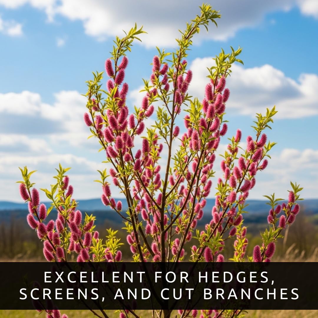 2 Pink Pussy Willow Tree Cuttings to Plant - Fresh Cuttings, Ready to Plant - Ornamental Flowering Tree – Willow Cuttings for Colorful Garden Landscape
