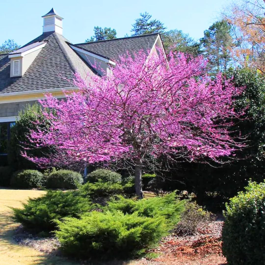 Live Eastern Redbud Tree for Planting, 12-18 Inch Tall in Quart Pot, Beautiful Ornamental Redbud for Home, Garden, Yard & Outdoor Landscaping, Low-Maintenance, Easy-Grow Starter Plant