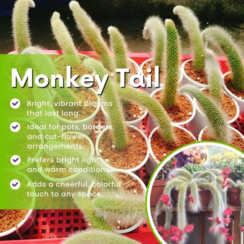 Rare Monkey Tail Cactus Live Plant in 2 Inch Pot, Trailing Cactus Succulent for Indoor Outdoor Planting