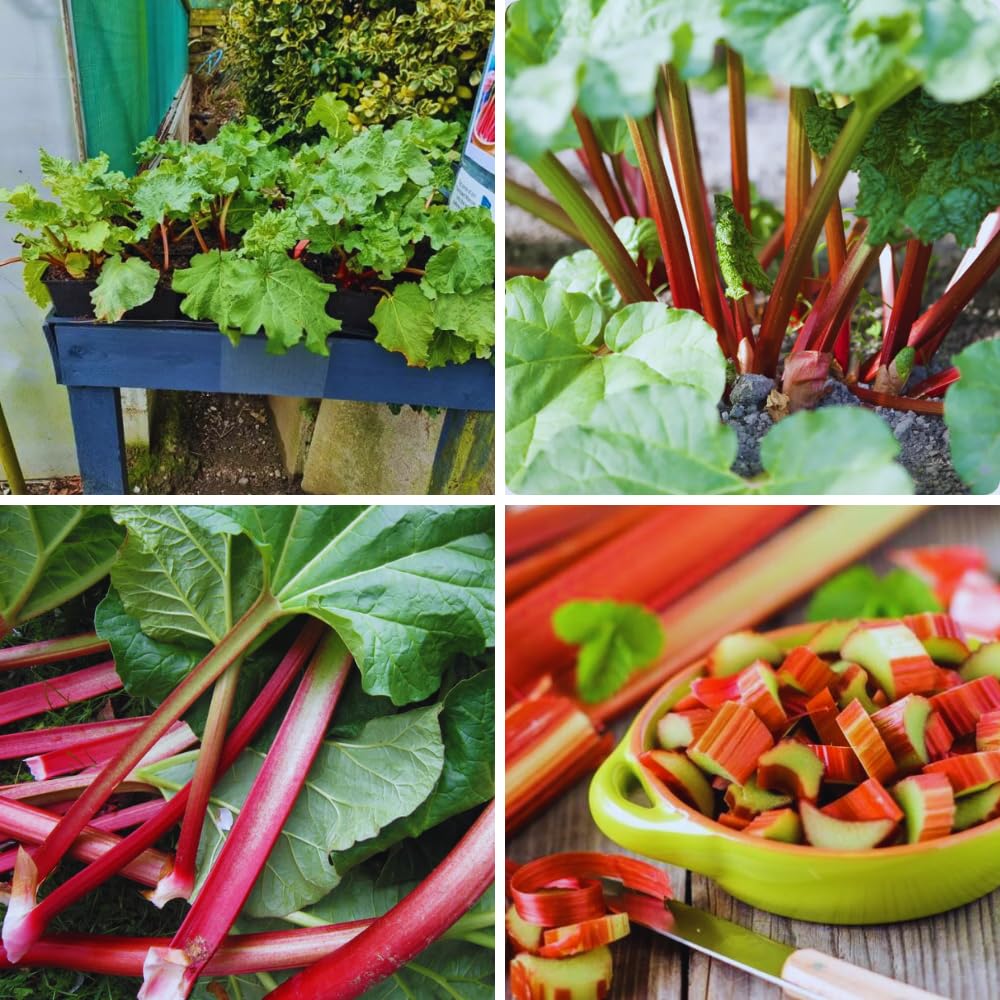 Pack 5 Rhubarb Plants Roots for Planting, Large Rhubarb Plants Live Root for Planting Outside, 4 to 6 Inc Tall, Perennial Vegetable Plant for Backyard Gardens, Large Roots