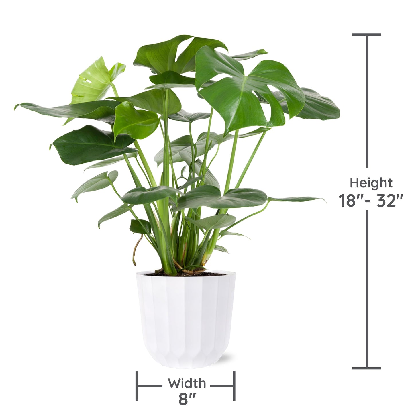 Green Circle Growers 8" Monstera Live Indoor Plants in 8” White Jazz, House Plant, Bright Indirect Light