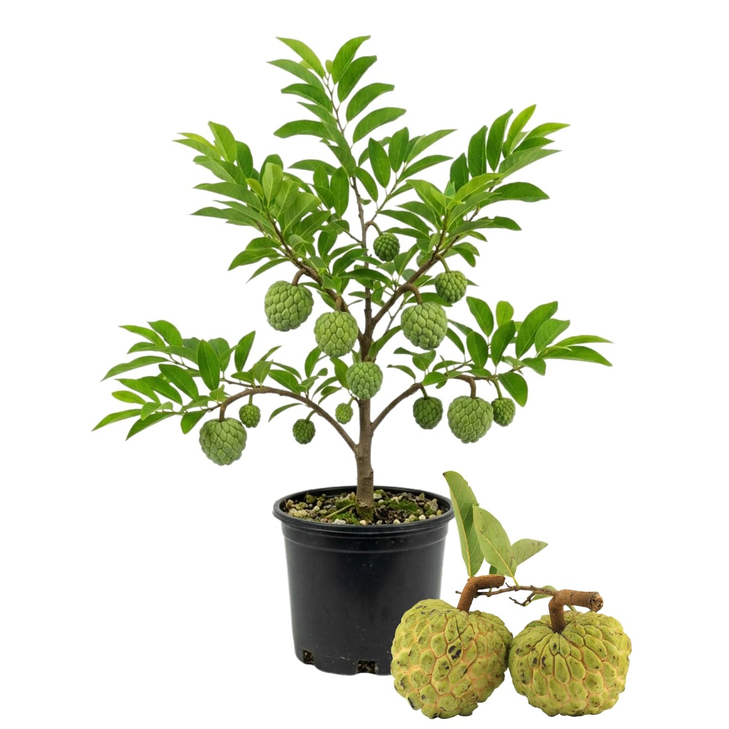 Sugar Apple Tree Live Plant, 1.5-2.5 Feet Tall, Annona Squamosa Sugar Apple Fruit Tree in Gallon Pot, No Ship CA