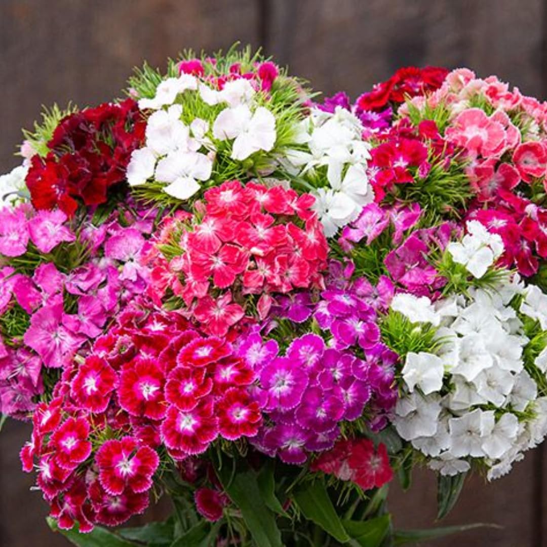 Random Color Dianthus Live Plant, Dianthus Carnation Perennial Plant Live, Very Fragrant Mixed Colors, Size 3-6 Inc in Pot
