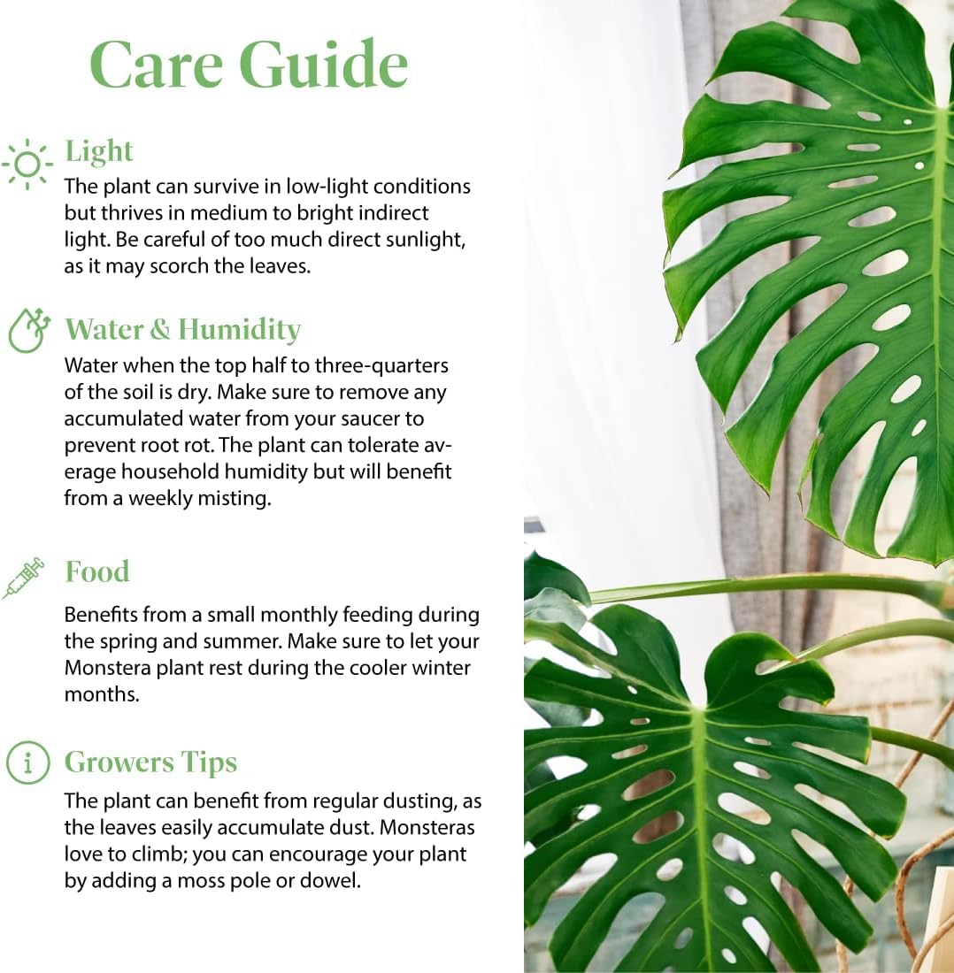 American Plant Exchange Monstera Deliciosa – Live 10-Inch Pot Split Leaf Plant, Large Statement Houseplant, Easy-Care Low-Maintenance Air Purifying Tropical Vine for Home, Office & Garden Décor